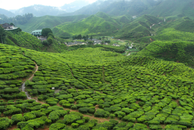 cameron-highlands