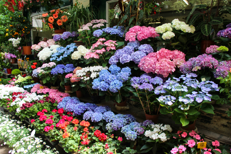 Marché aux fleurs, mercado de las flores - Paris, Francia